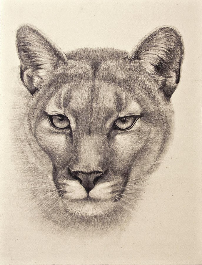 Cougar Drawing at GetDrawings Free download