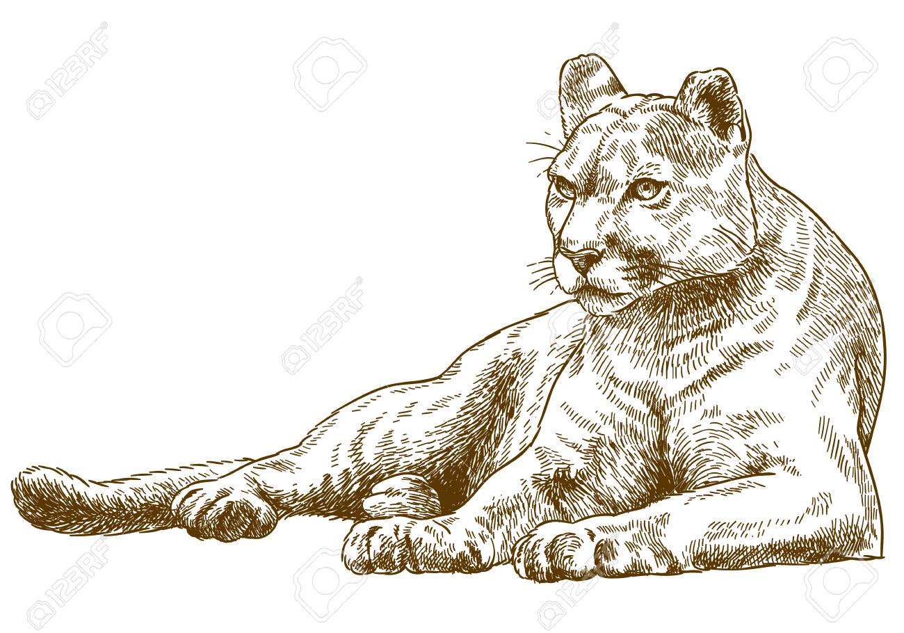 Cougar Head Drawing at GetDrawings Free download