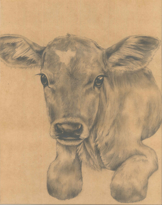 Cow And Calf Drawing at GetDrawings Free download