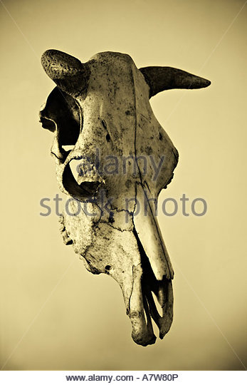 Cow Skull Drawing at GetDrawings | Free download