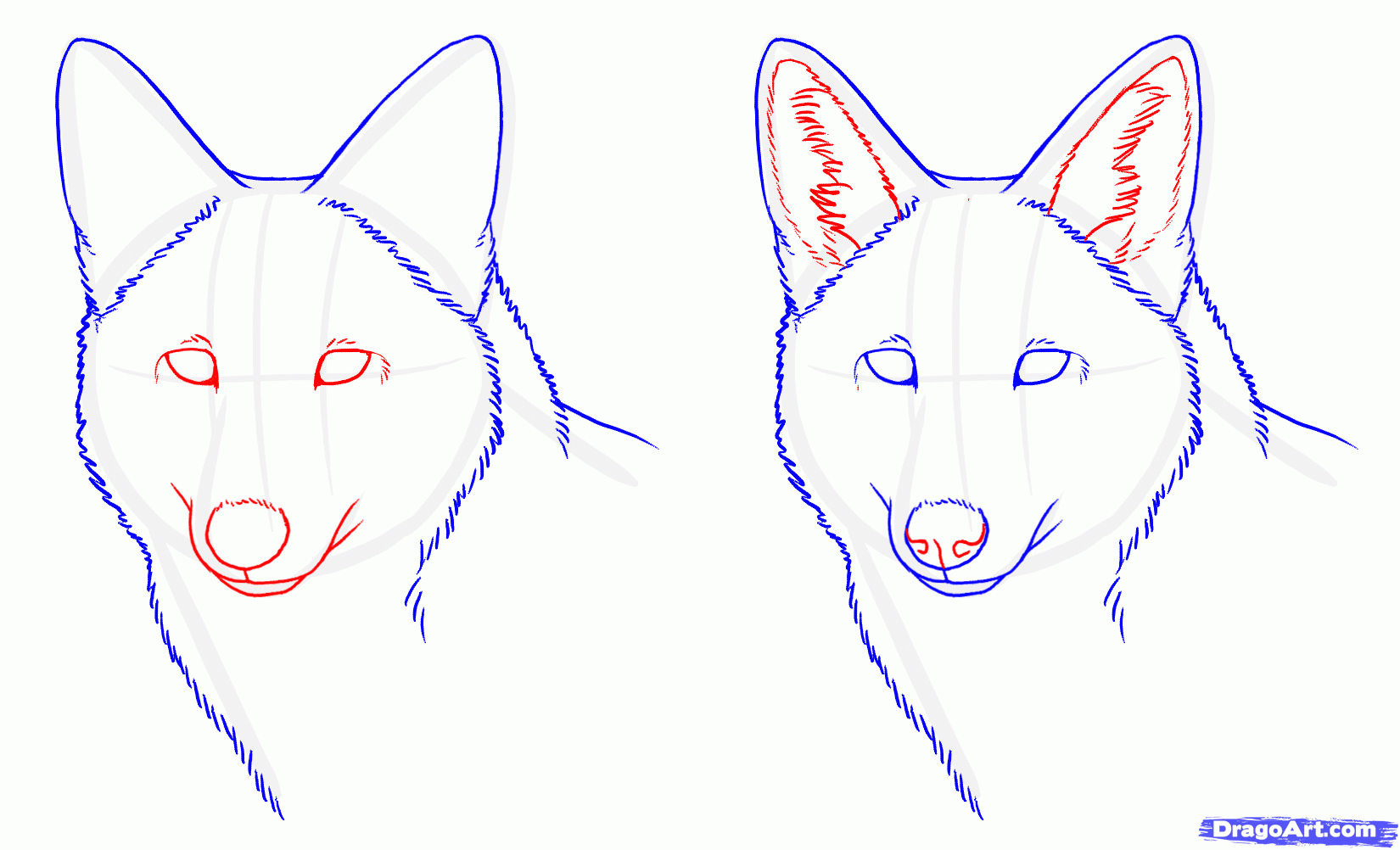 1650x1002 How To Draw Coyotes, Prairie Wolf, Step By Step, Forest Animals.