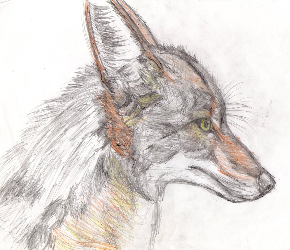 Coyote Head Drawing at GetDrawings Free download