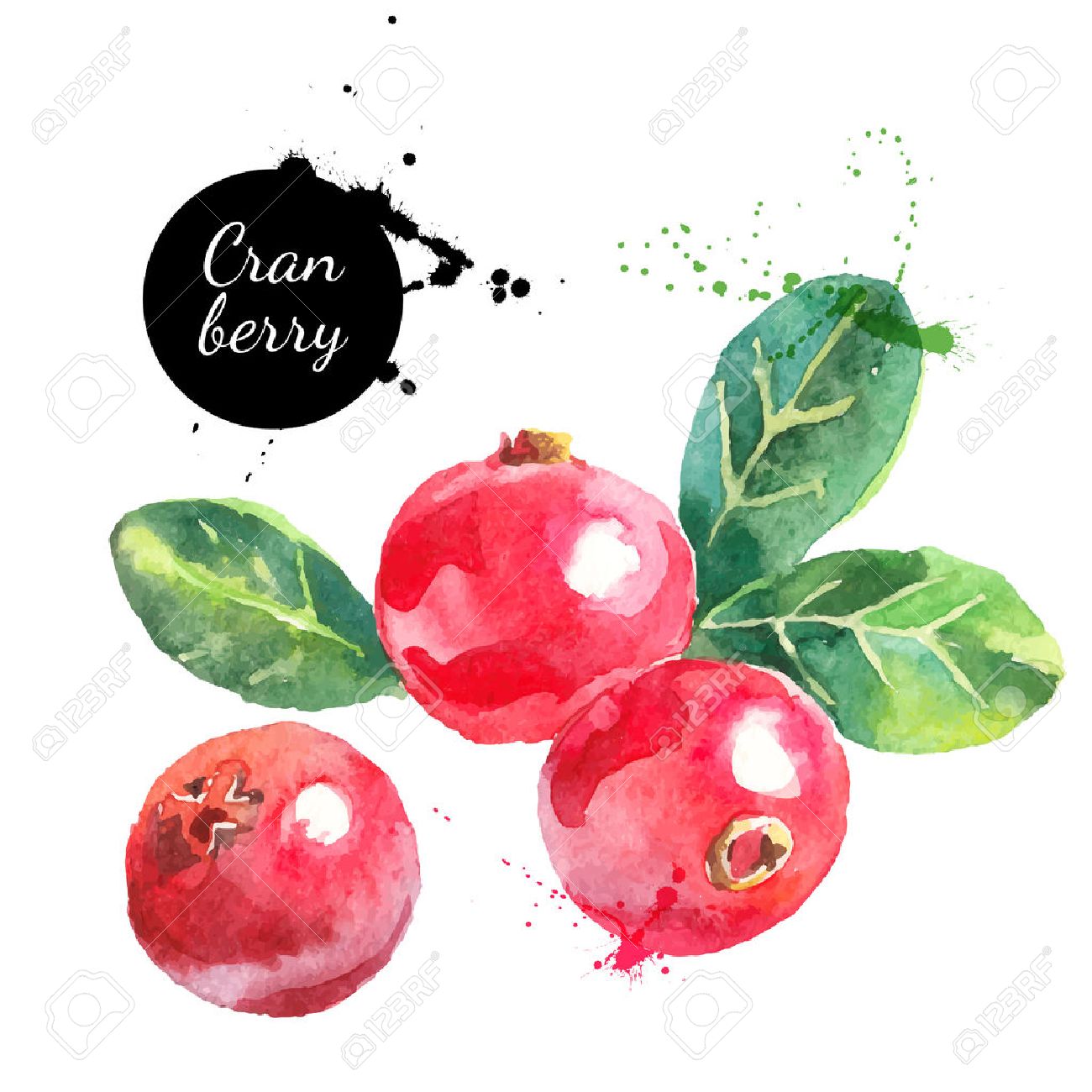 Cranberry Drawing at GetDrawings Free download