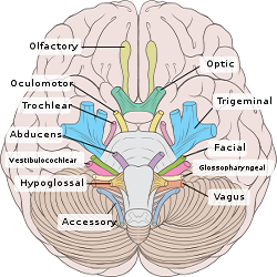 Cranial Nerves Drawing at GetDrawings | Free download