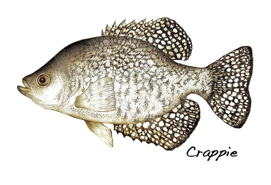crappie drawing reiner shelly getdrawings drawings line 4th uploaded june which