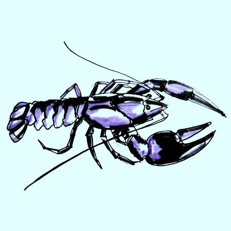 Crayfish Drawing at GetDrawings | Free download