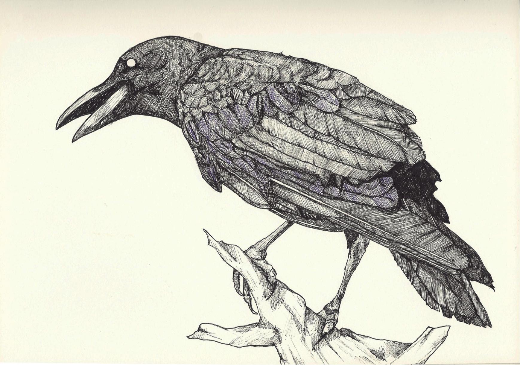 Crow Drawing at GetDrawings Free download