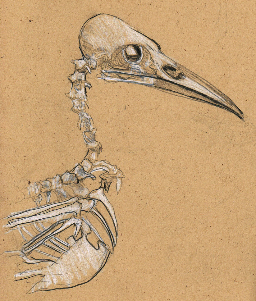 crow skull sketch frontal view