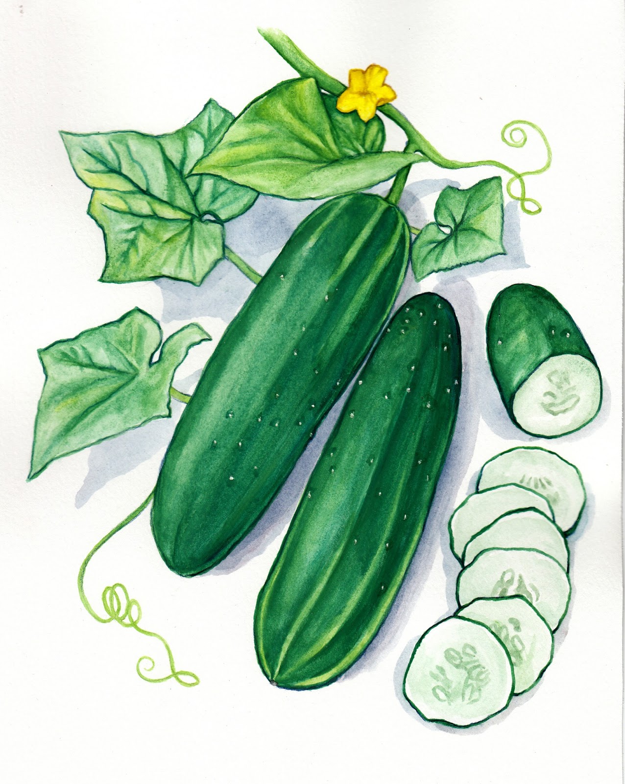 Cucumber Drawing At Getdrawings Free Download