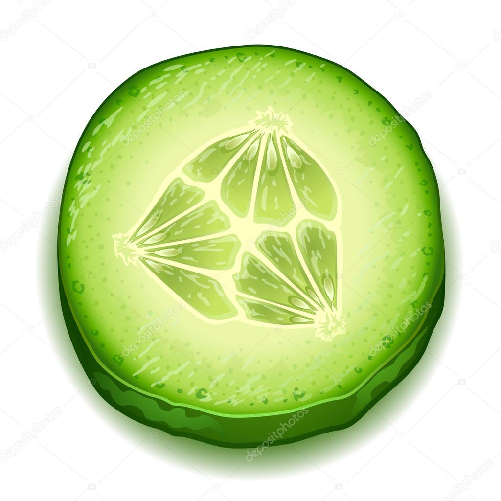 Cucumber Slice Drawing At Getdrawings Free Download