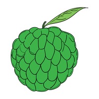 Custard Apple Drawing at GetDrawings | Free download