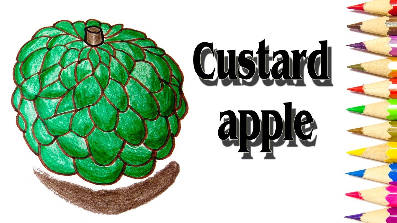 Custard Apple Drawing at GetDrawings | Free download