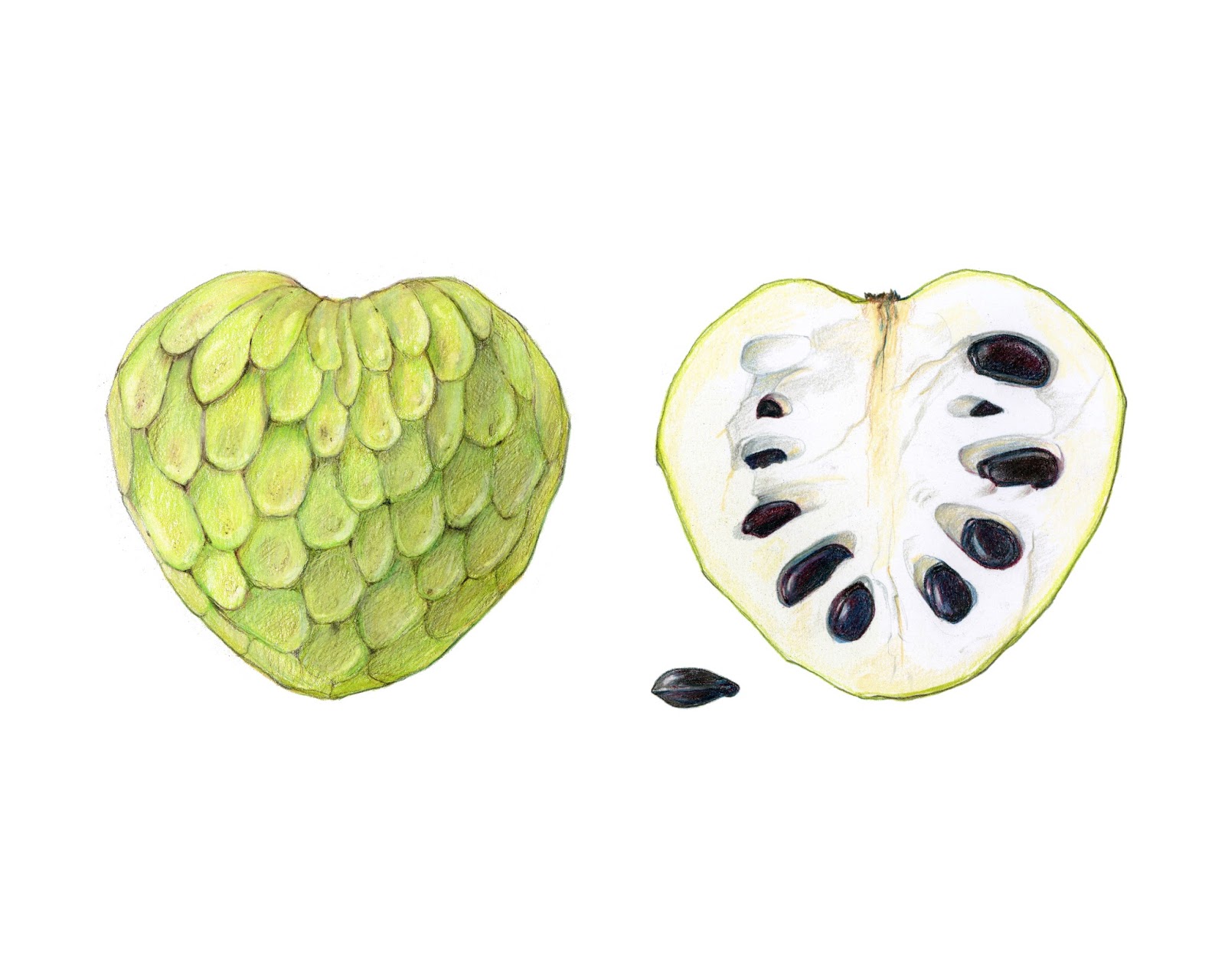 Custard Apple Drawing at GetDrawings | Free download