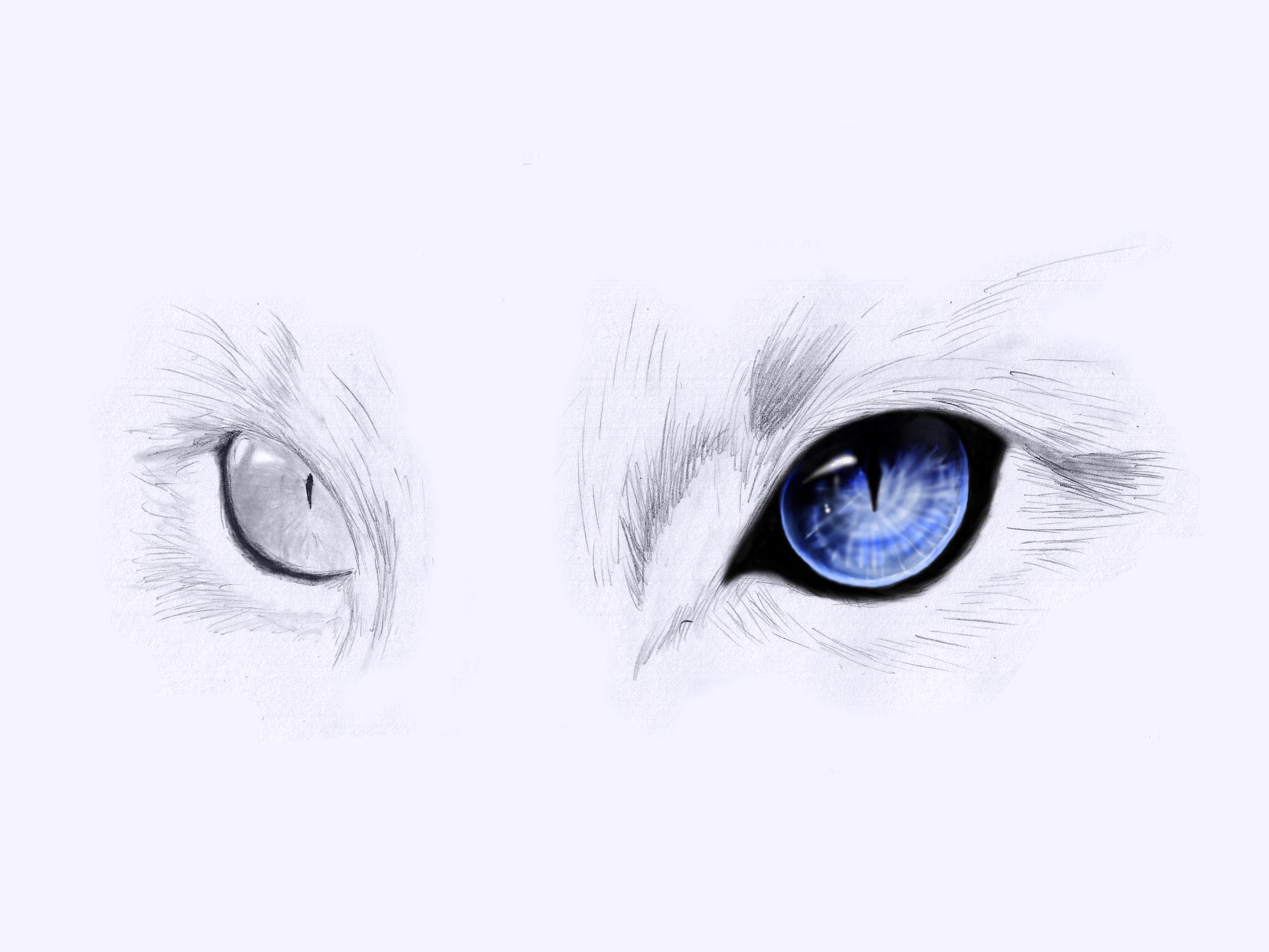 Cute Animal Eyes Drawing at GetDrawings | Free download