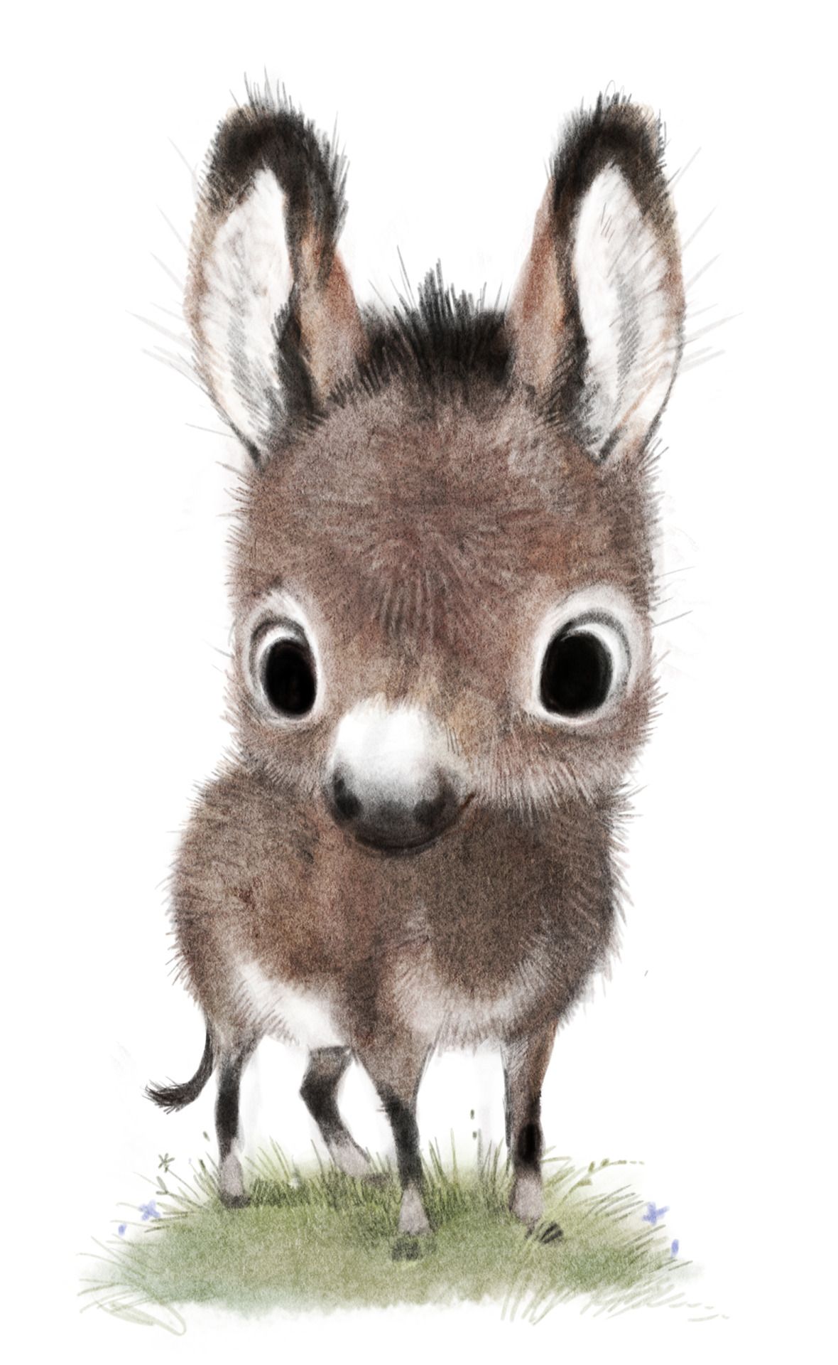 Cute Donkey Drawing at GetDrawings Free download
