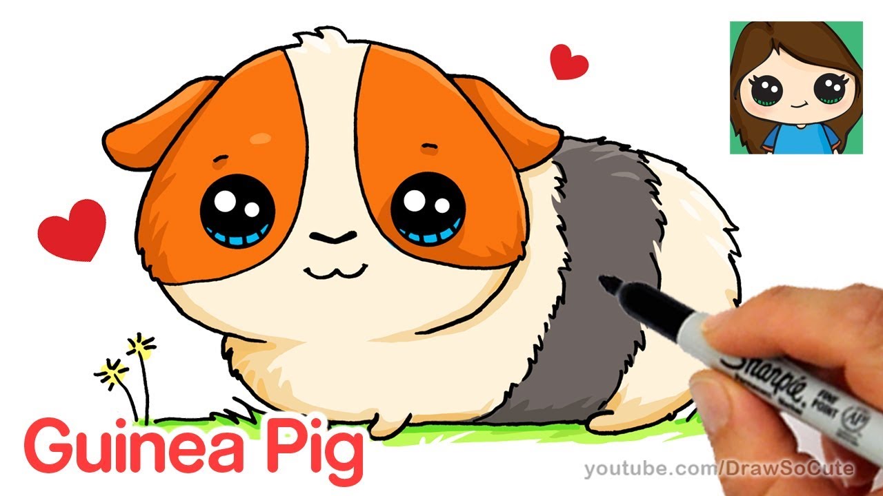 Cute Guinea Pig Drawing at GetDrawings Free download