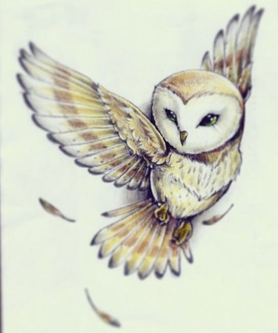 Cute Owl Drawing at GetDrawings Free download