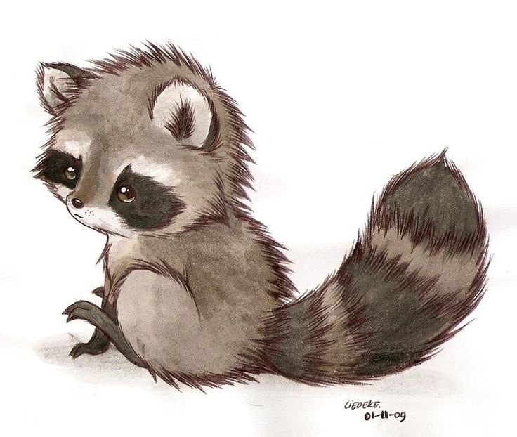 Cute Raccoon Drawing Easy