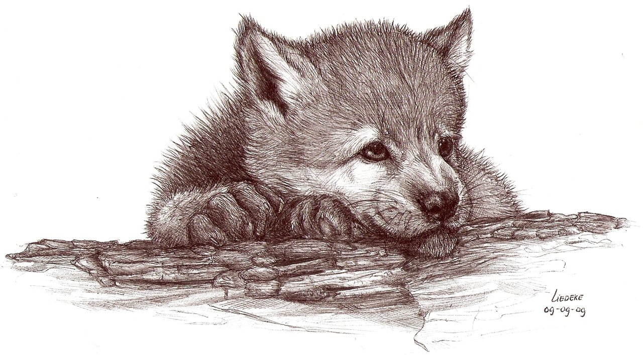 Cute Wolf Pup Drawing at GetDrawings Free download