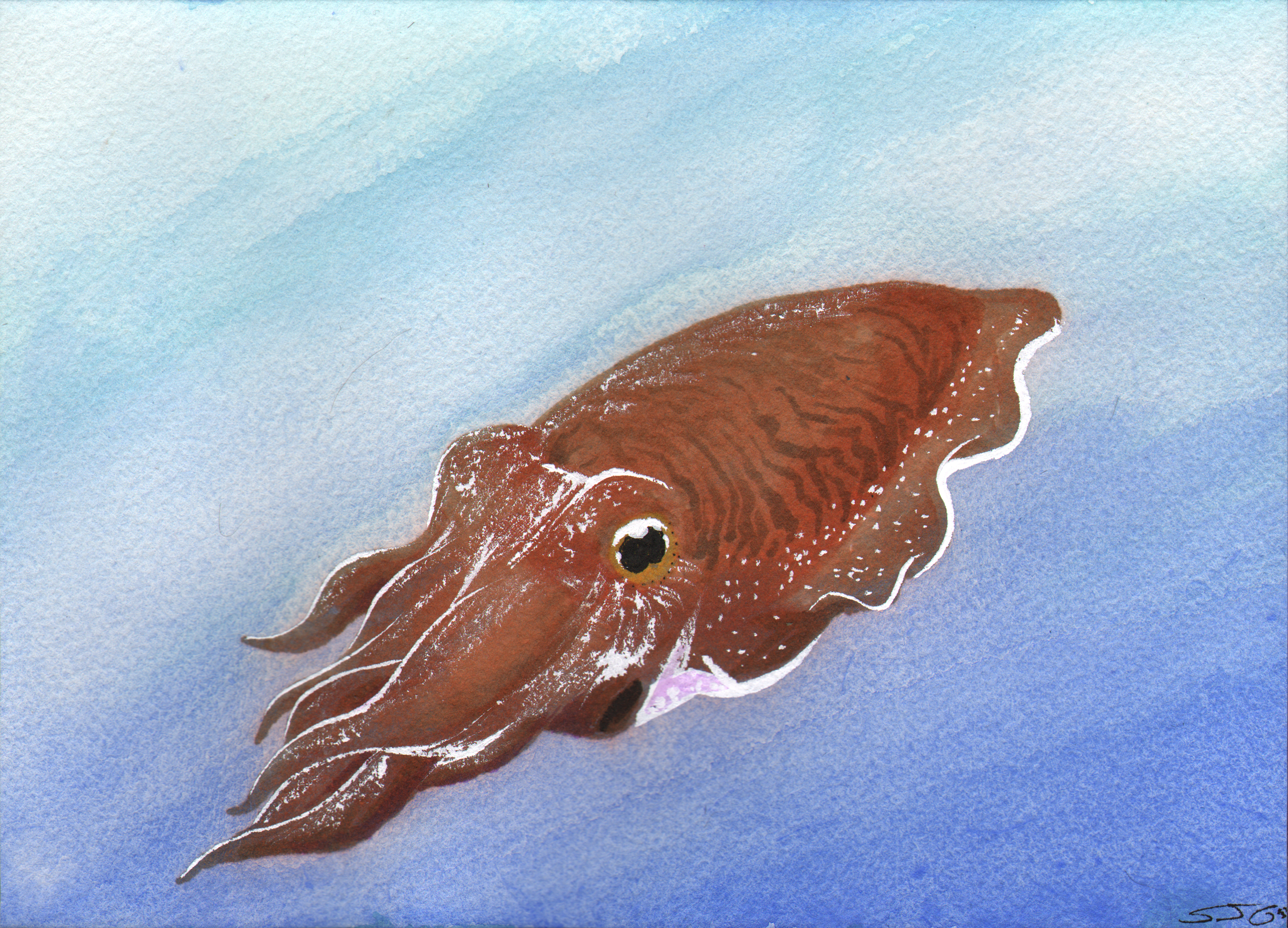 Cuttlefish Drawing at GetDrawings Free download