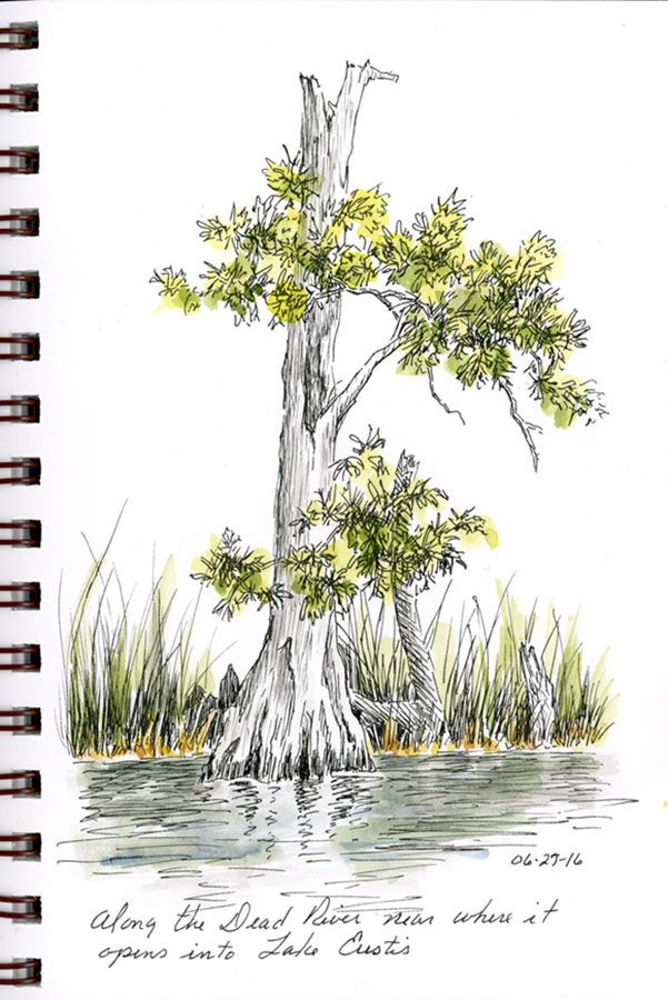 Cypress Tree Drawing at GetDrawings Free download