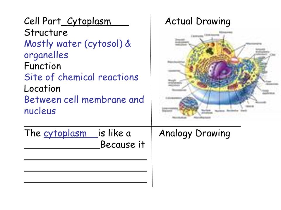 Cytoplasm Drawing at GetDrawings Free download