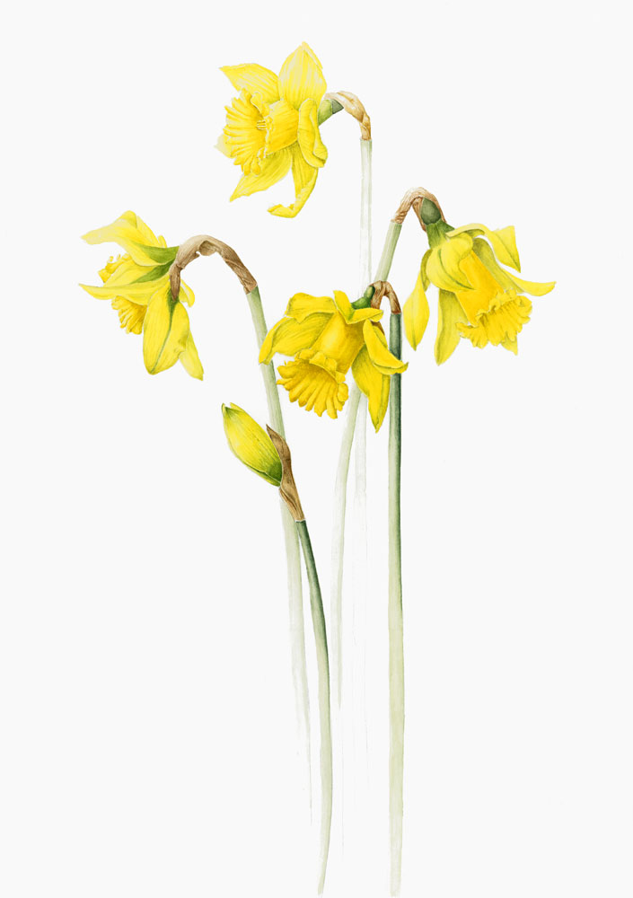 Daffodil Botanical Drawing at GetDrawings Free download