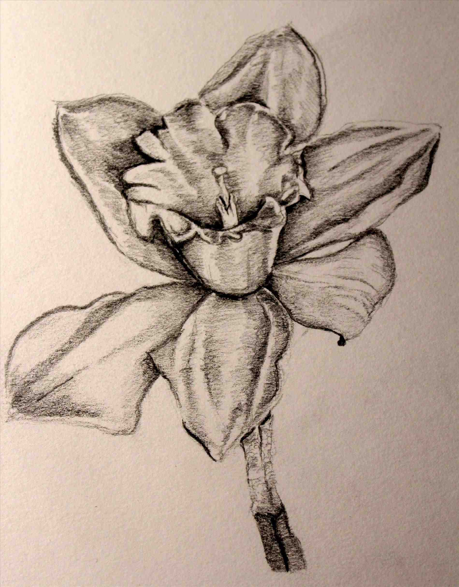 Daffodil Pencil Drawing at GetDrawings Free download