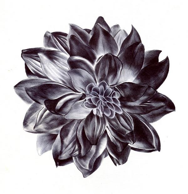 Dahlia Flower Drawing at GetDrawings | Free download