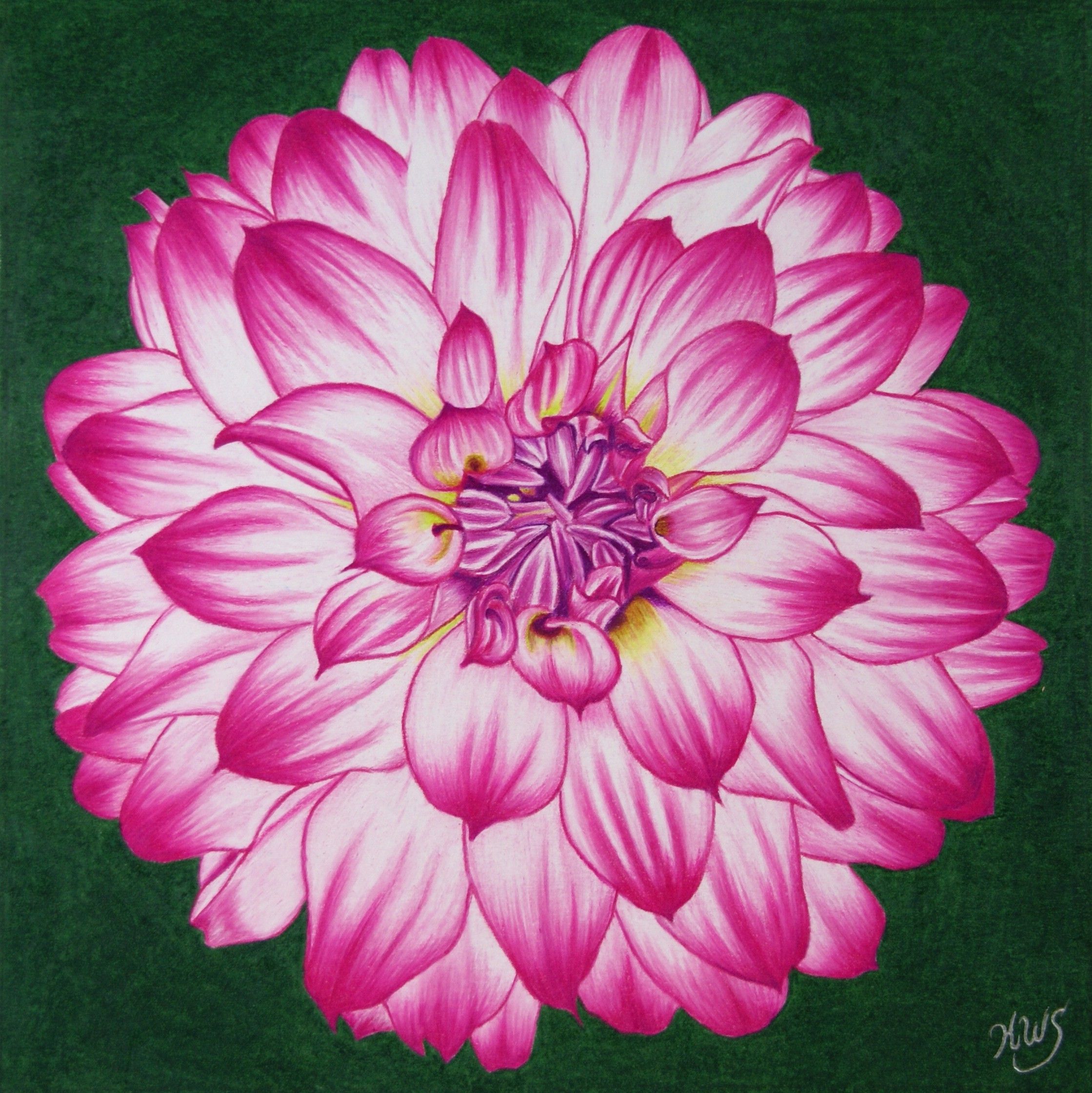 Dahlia Flower Drawing at GetDrawings Free download