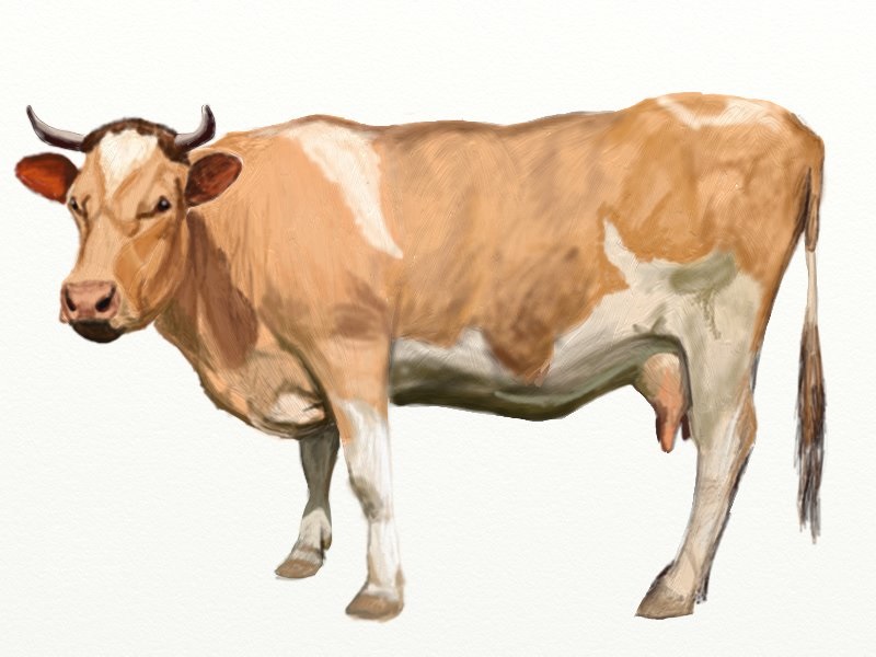 Dairy Cow Drawing at GetDrawings | Free download