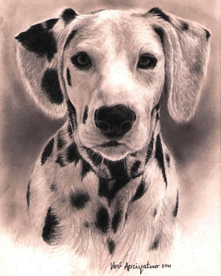 Dalmatian Dog Drawing at GetDrawings Free download