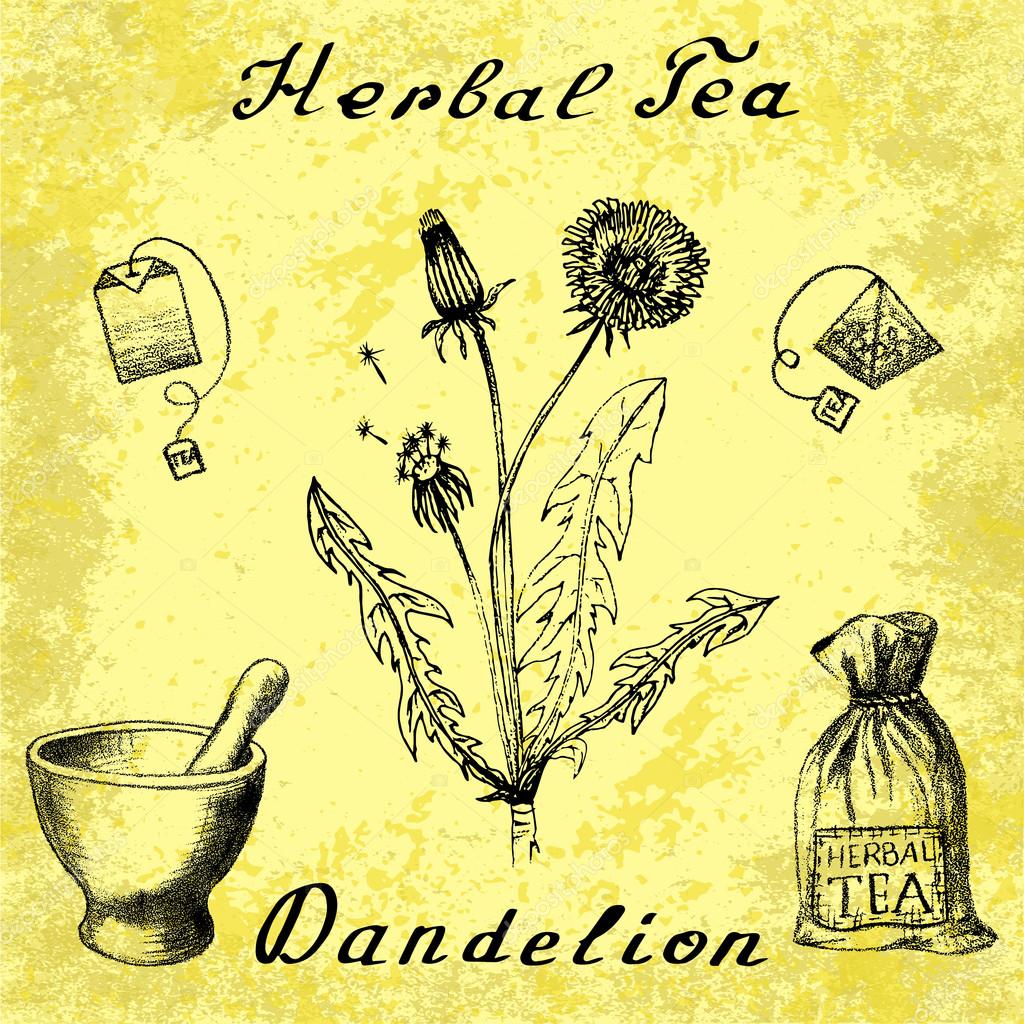 Dandelion Botanical Drawing at GetDrawings | Free download