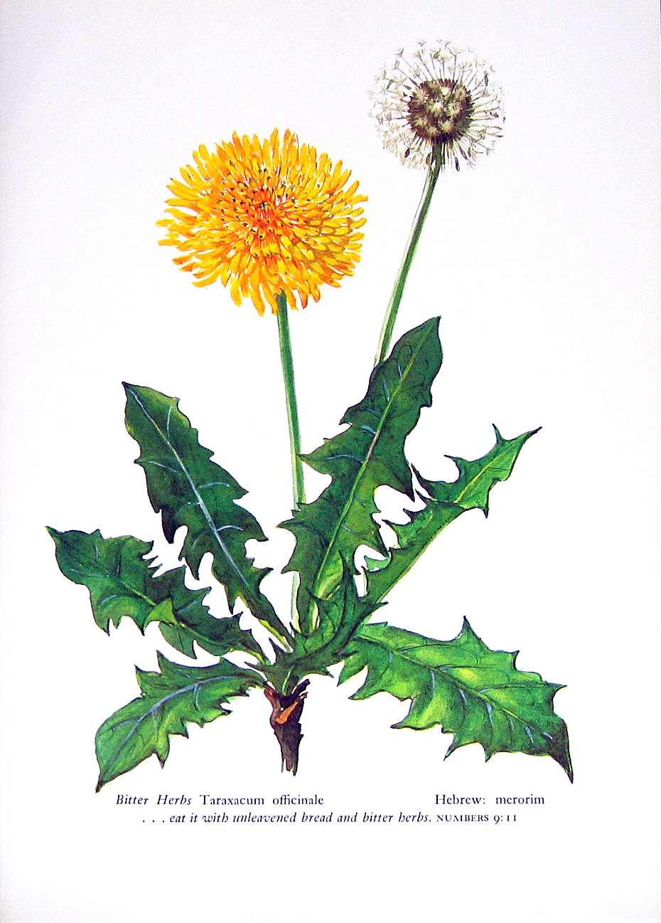 Dandelion Botanical Drawing at GetDrawings Free download