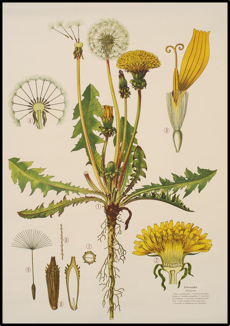 Dandelion Botanical Print