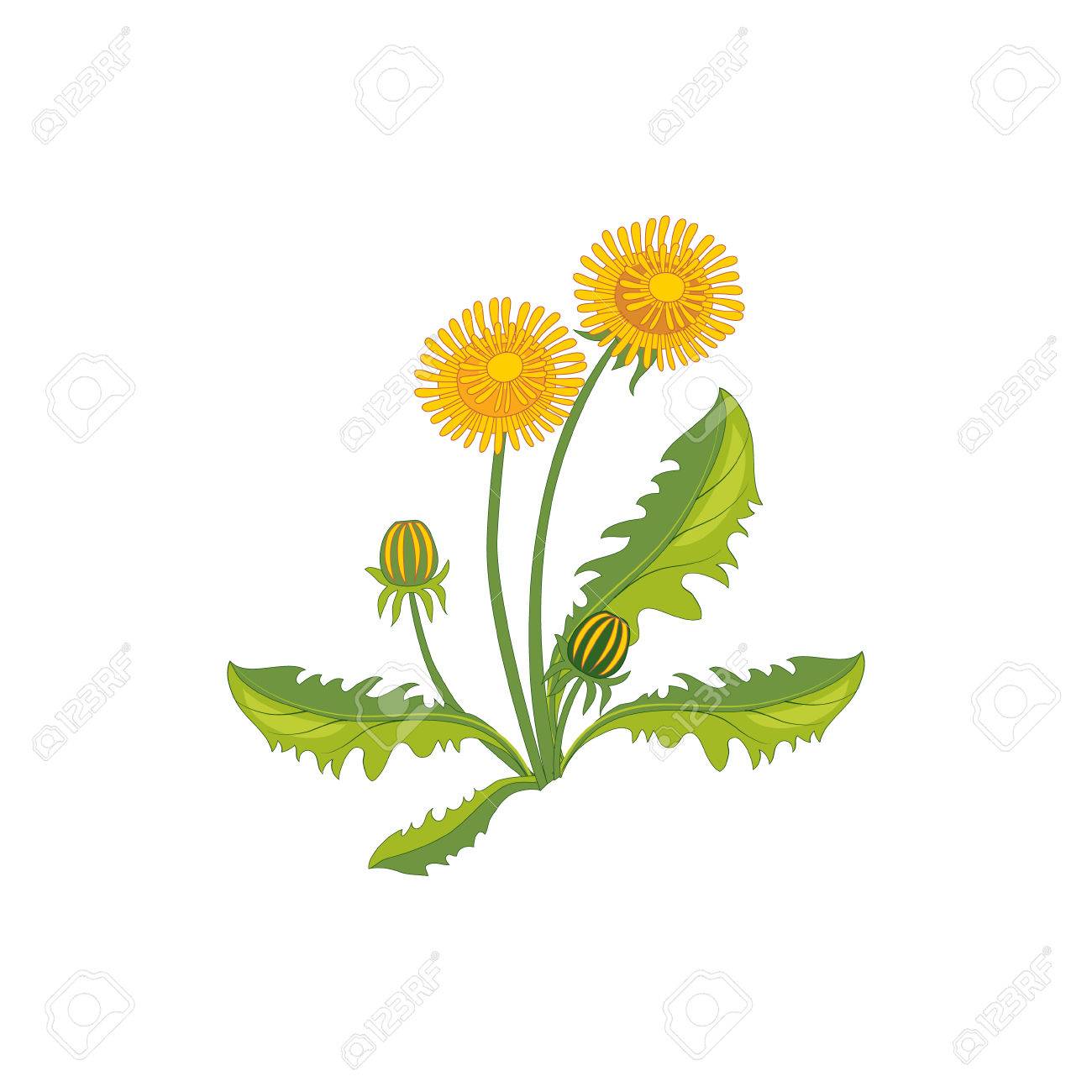 Dandelion Drawing At Getdrawings 