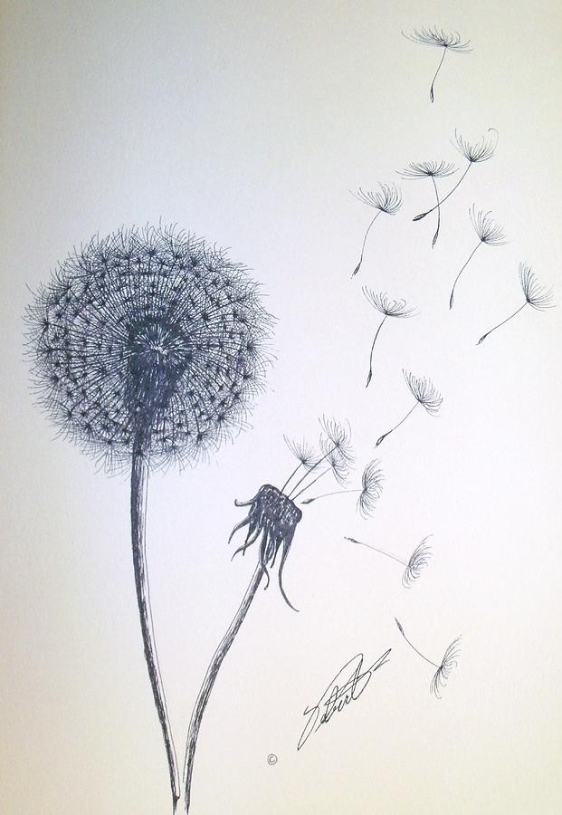 Dandelion Drawing at GetDrawings Free download