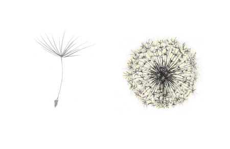 Dandelion Seed Drawing at GetDrawings | Free download