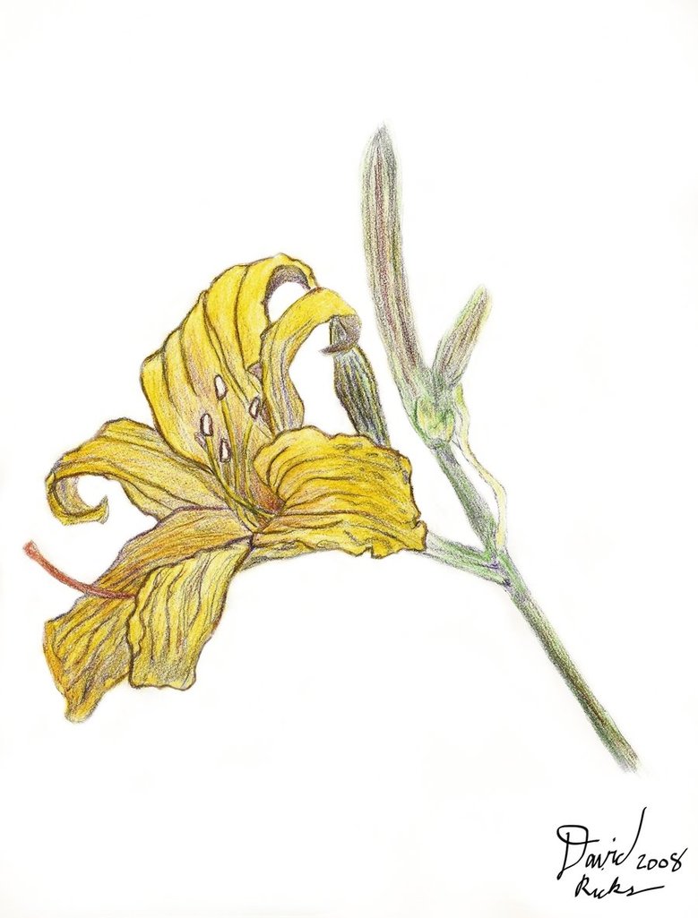 Daylily Drawing at GetDrawings | Free download