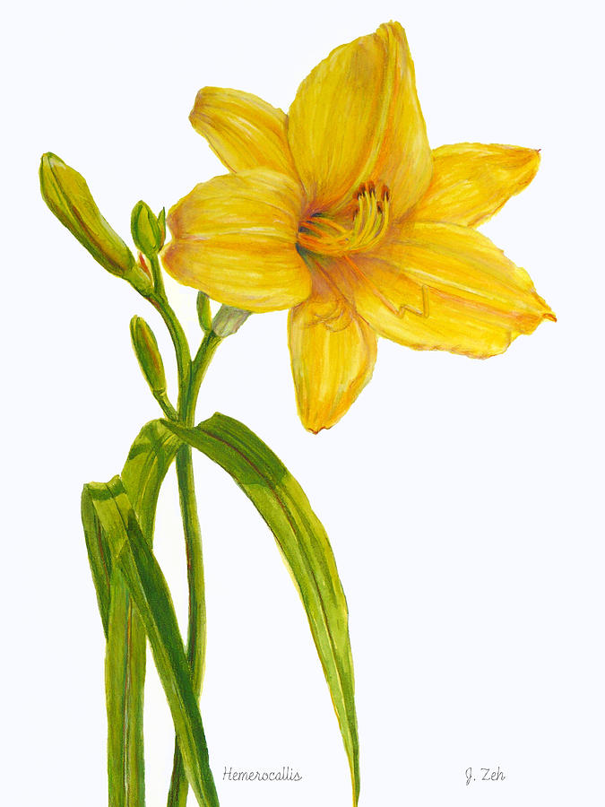 Daylily Drawing at GetDrawings Free download