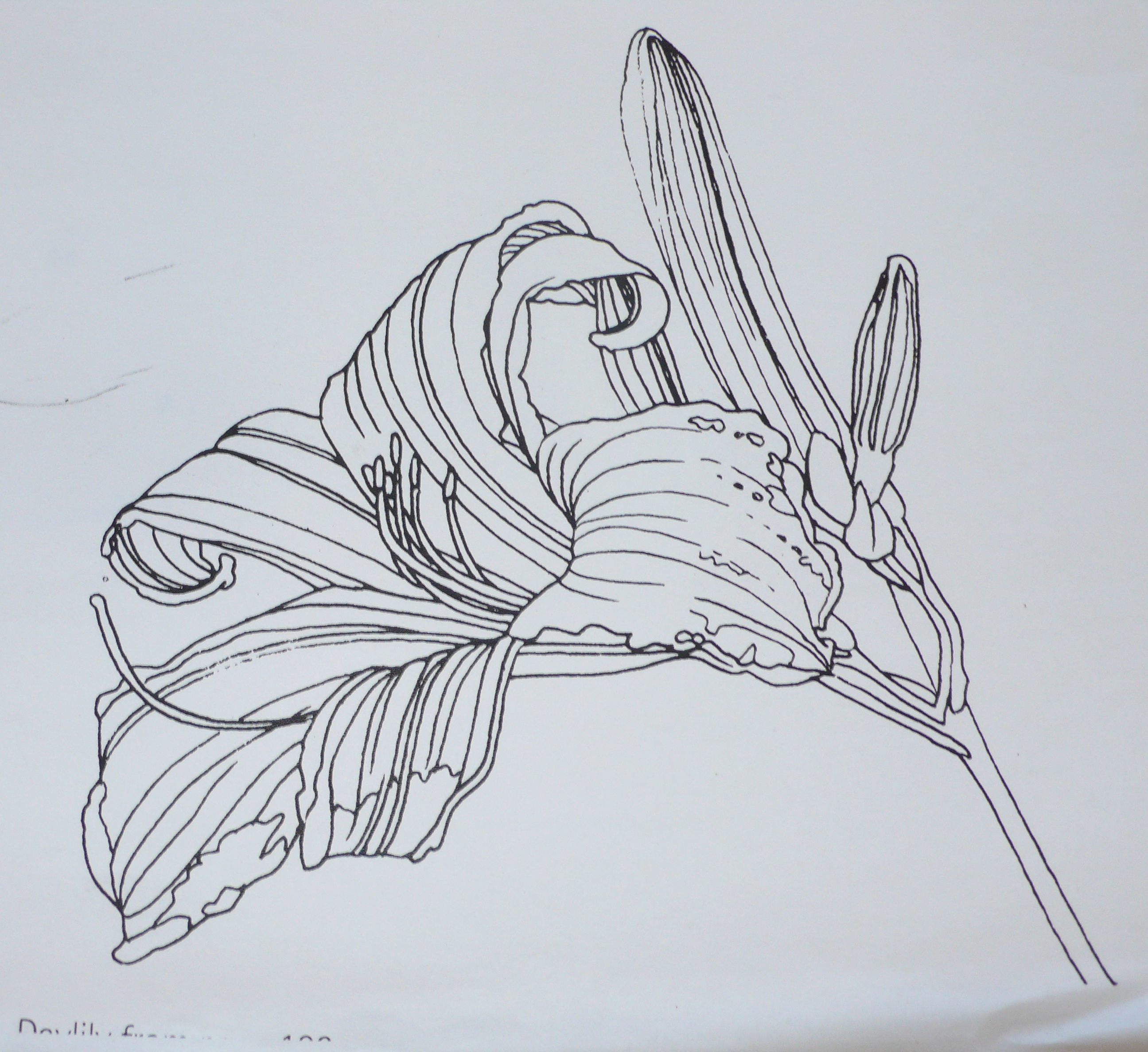 daylily-drawing-at-getdrawings-free-download