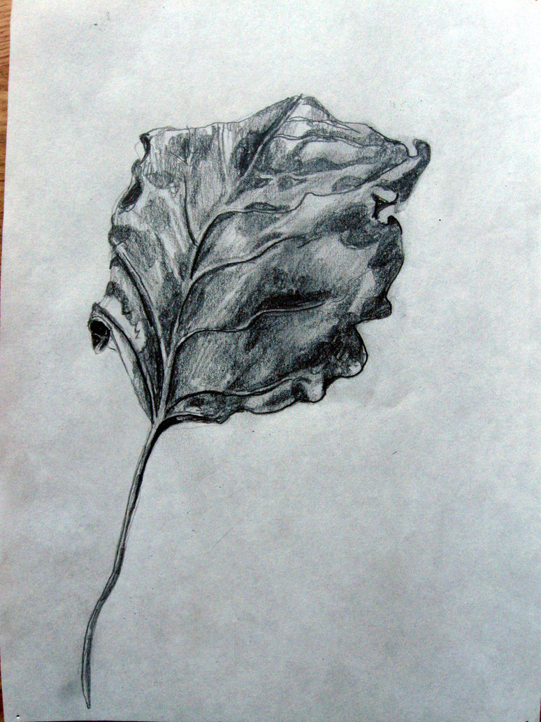 Dead Leaf Drawing At Getdrawings 