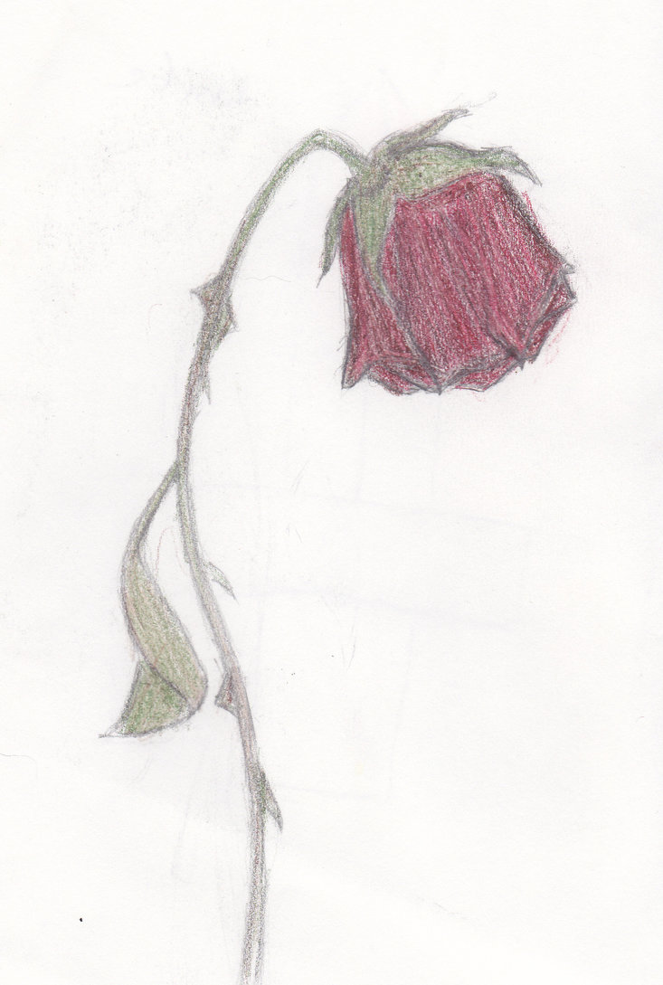 Dead Rose Drawing at GetDrawings Free download