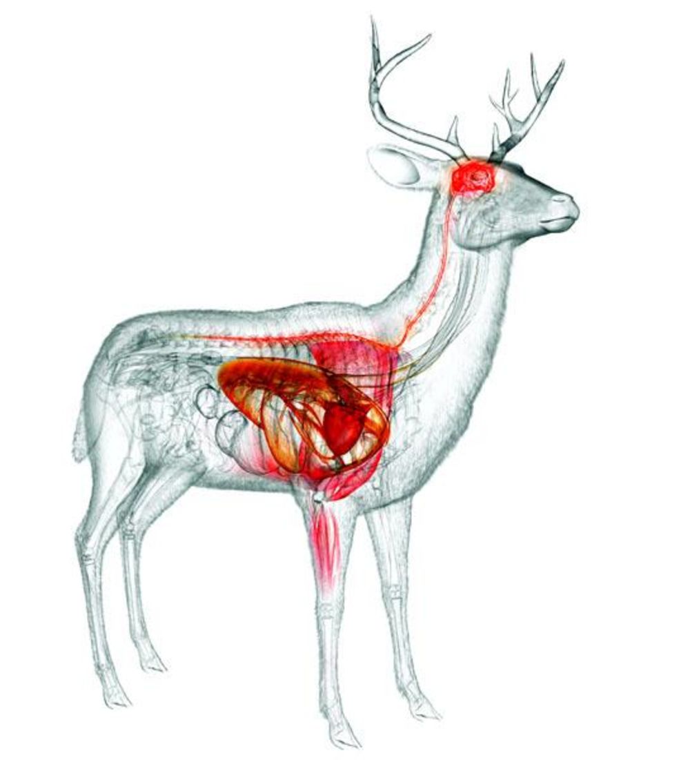 deer-anatomy-diagram