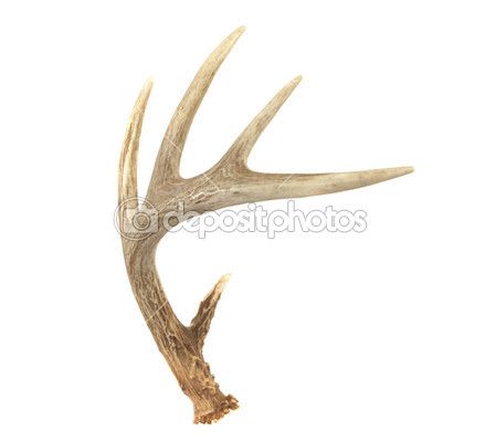 Deer Antler Drawing at GetDrawings | Free download