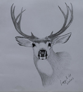 Deer Antlers Drawing at GetDrawings | Free download