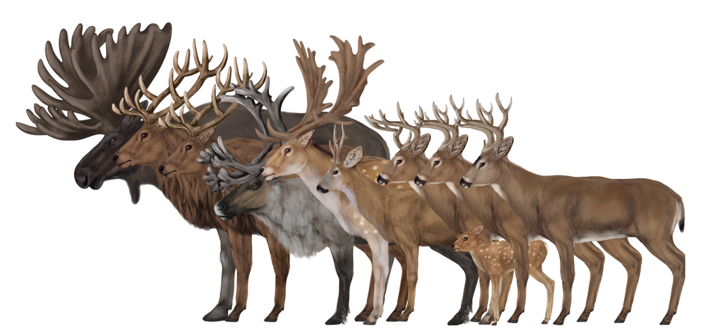 White Tailed Deer Size Chart