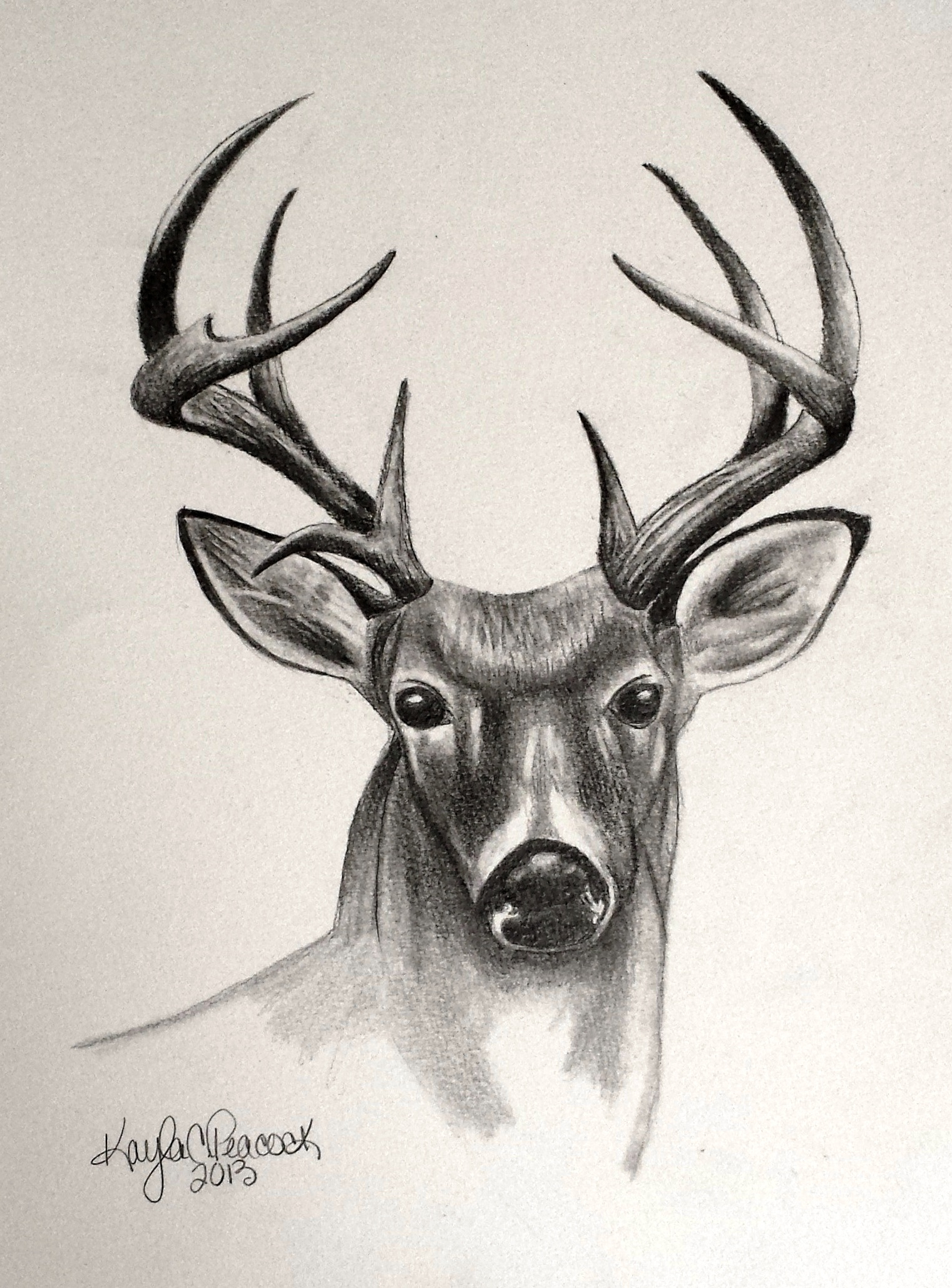 Deer Face Drawing at GetDrawings Free download