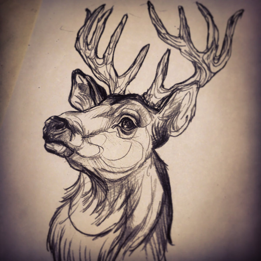 Deer Head Drawing at GetDrawings Free download