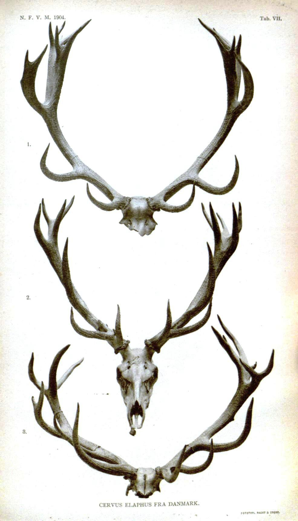 Deer Horn Drawing at GetDrawings | Free download